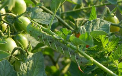 Гусеницы на помидорах: как бороться с вредителями и защитить урожай