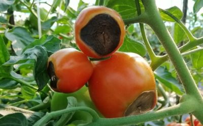 Вершинная гниль на помидорах: как бороться