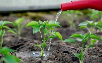 Как поливать перец: советы для успешного выращивания